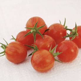 Sparky XSL, (F1) Tomato Seeds